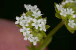 Beaked cornsalad